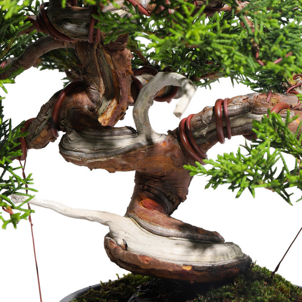 真柏　-Japanese Juniper-　（推定樹齢30年）-M0011- 詳細画像